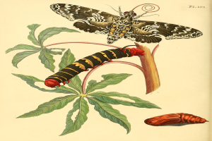 Ein Buchumschlag mit einer Schmetterling-Darstellung mit ausgebreiteten Flügeln auf einer Pflanze und einem gerollten Raupen neben ihm, mit Kursivschrift.