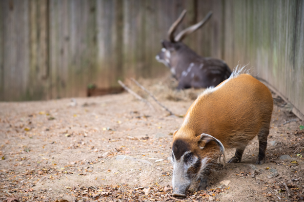 Zwei Wildschweine stehen auf dem Boden umgeben von trockenen Blättern in einem Zoo-Gehege mit einem hölzernen Zaun im Hintergrund.