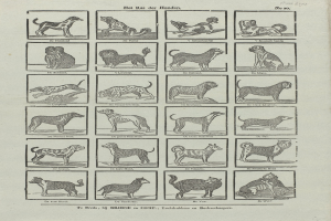 Ein altes Buch, das auf einer Seite mit Abbildungen und Beschreibungen verschiedener Hunderassen geöffnet ist.