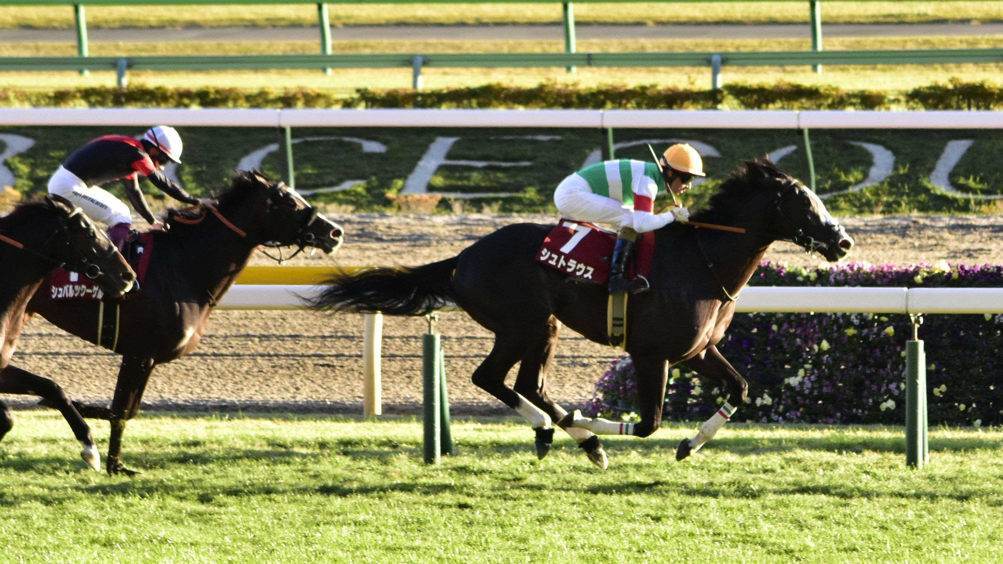 Zwei Jockeys in Helmen auf Pferden ein Rennen auf einer von Grün umgebenen Bahn, mit einer Absperrung und einer Tafel im Hintergrund.