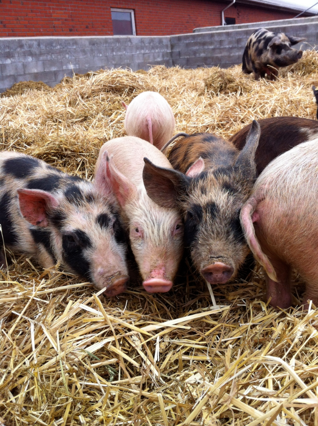 Schweine stehen in der Mitte eines Bildes mit trockenem Gras unten, einem Haus im Hintergrund und einer Wand.