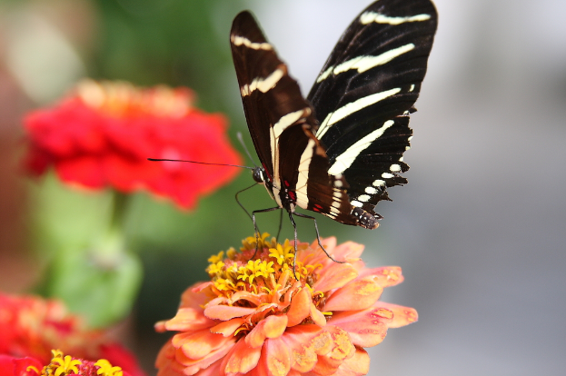 Eine schwarze Schmetterling ruht auf einer Blume, mit zwei weiteren Blumen links und einem unscharfen Hintergrund.