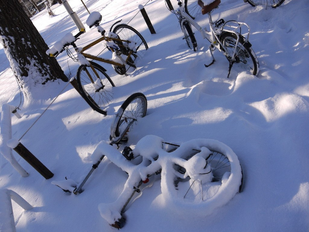 Eine Reihe von Fahrrädern, teilweise mit Schnee bedeckt, neben einem Baumstamm und der Straße.