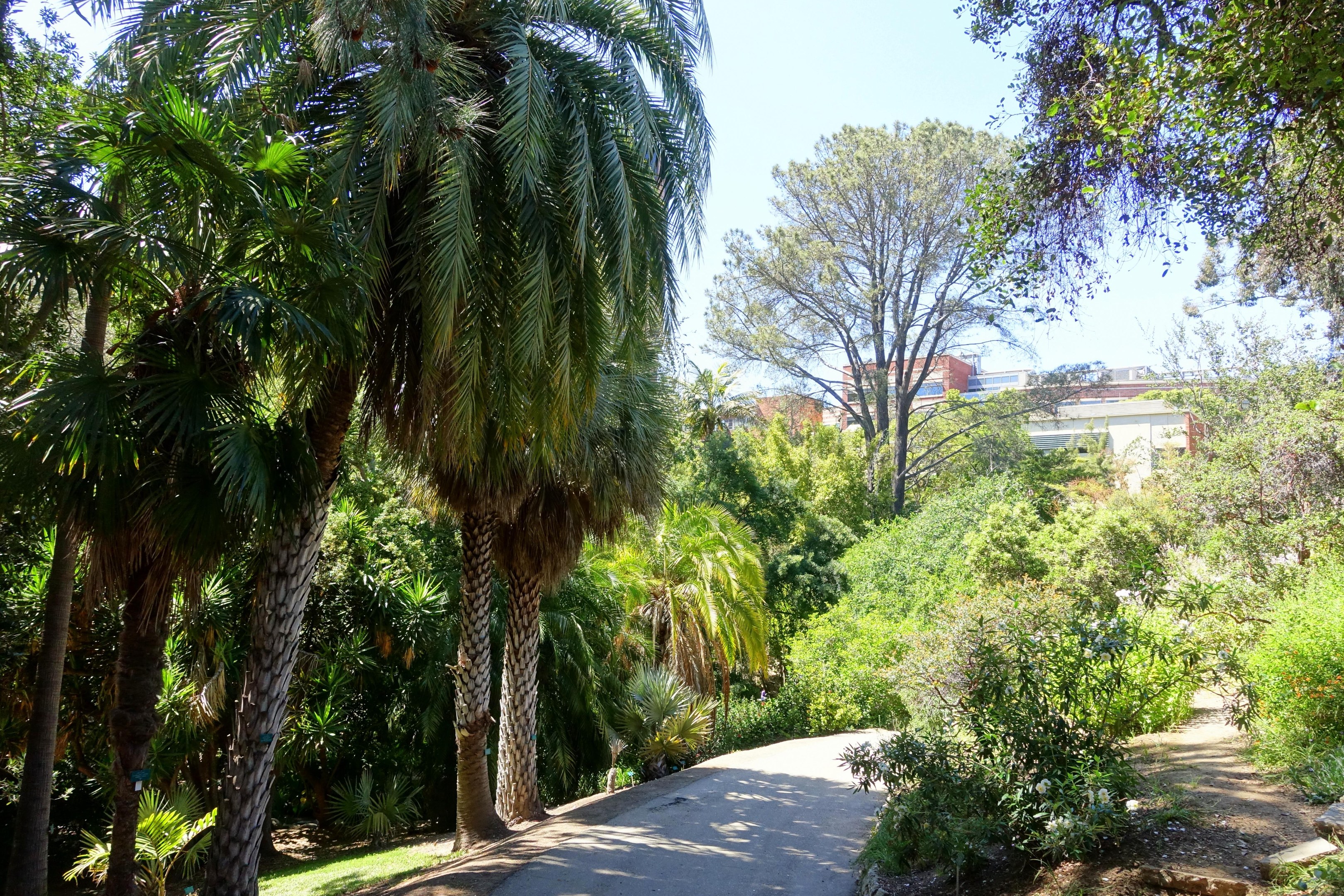 Ein gewundener Weg durch einen dichten Wald mit hohen Palmen, gesäumt von Gebäuden unter einem klaren blauen Himmel.