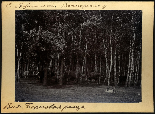 Schwarz-weiß-Foto einer Herde Kühe, die zwischen Bäumen grasen, mit Text unten.