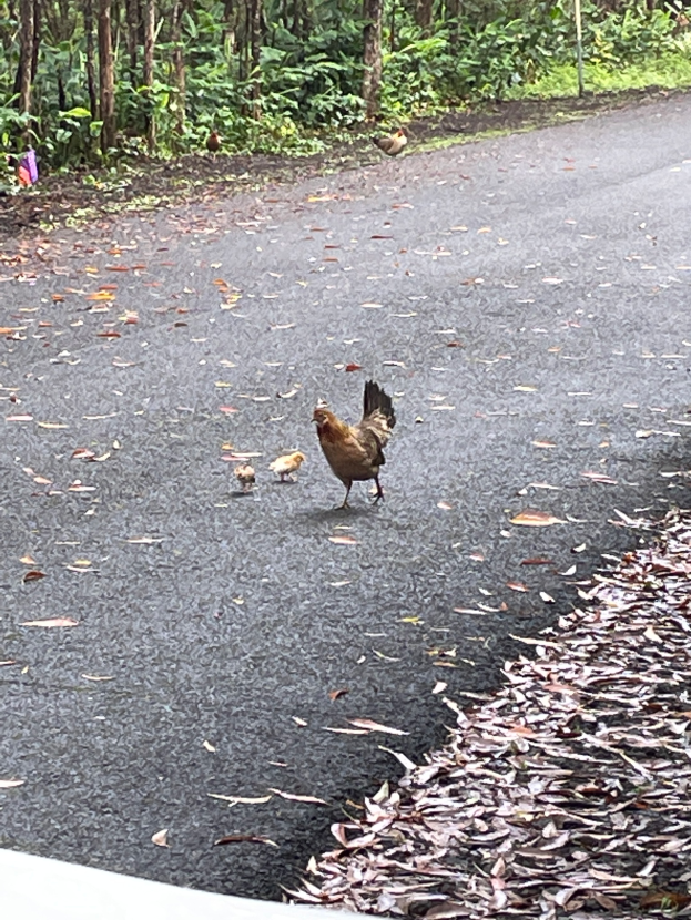 Ein Huhn und seine Küken gehen eine Straße entlang, die von Bäumen und Pflanzen gesäumt ist, mit trockenen Blättern am Boden des Bildes.