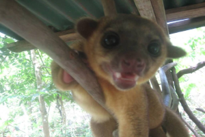 Ein kleines Tier steht in der Mitte eines grasbewachsenen Bereichs mit Bäumen im Hintergrund und einem Unterstand oben.