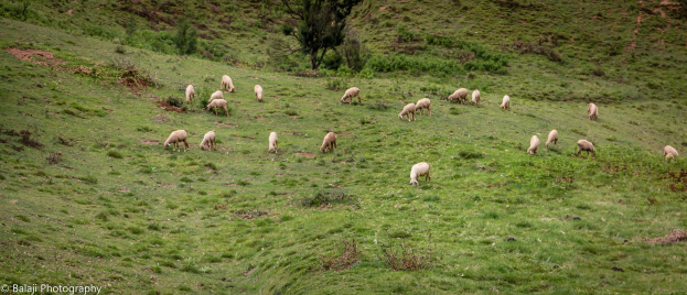 Eine Schafherde, die auf einer saftigen grünen Hügelfläche mit Bäumen und Pflanzen im Hintergrund grast, mit Text in der unteren linken Ecke.