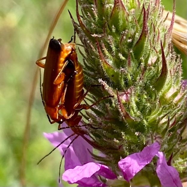 Zwei Küchenschaben beim Paarungsakt auf einer violetten Blume, mit einem unscharfen Hintergrund.