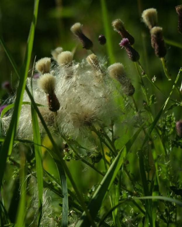 Eine grüne Wiese mit verschiedenen Pflanzen unter einem klaren Tageshimmel, möglicherweise in einer Farm-Umgebung.