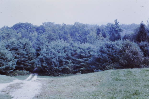 Eine Landschaft außerhalb der Stadt mit grünem Gras im Vordergrund, zahlreichen Bäumen im Hintergrund und einem Himmel darüber.