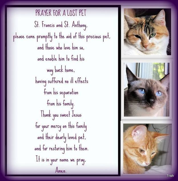 Ein Plakat mit Text und Bildern von Katzen
