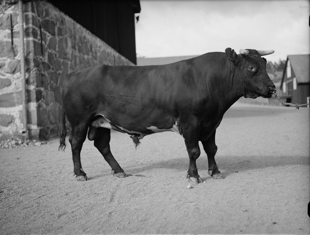 Schwarzes und weißes Foto eines Stiers, der vor einem Bauernhof steht, mit einer Wand links und Häusern und Bäumen im Hintergrund.