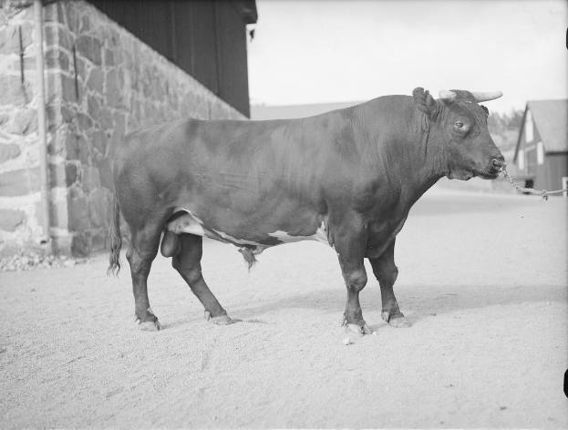 Schwarzes und weißes Foto eines Stiers, der vor einem Bauernhof steht, mit einer Wand links und Häusern und Bäumen im Hintergrund.