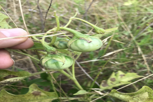 Eine Hand, die einen Bund grüner Tomaten hält, die mit Mehltau infiziert sind, mit Pflanzen und Gras im Hintergrund.