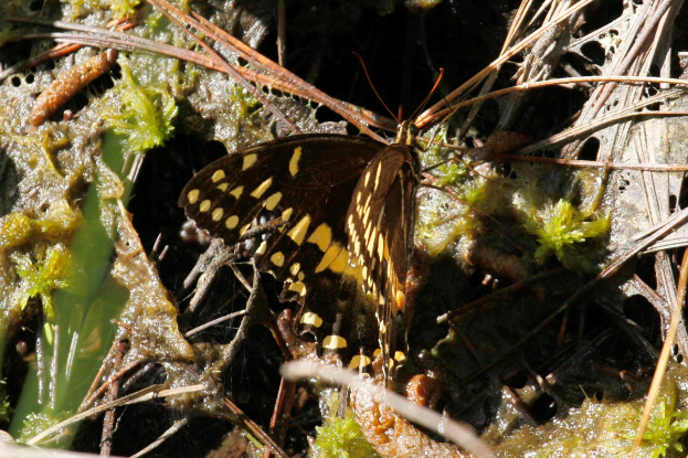 Eine schwarze und gelbe Schmetterling auf Moosbewachsenem Boden zwischen Blättern und Zweigen.