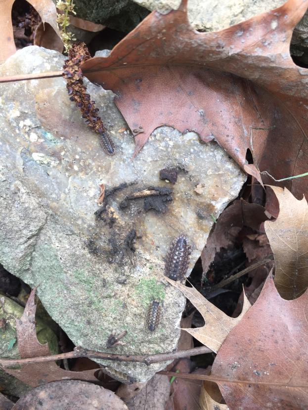Ein Felsen im Wald mit verstreuten trockenen Blättern und darauf krabbelnden Insekten.