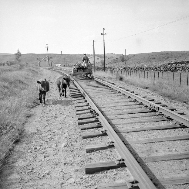 Schwarz-weiß-Foto von zwei Kühen, die auf den Schienen gehen, mit einer Person, die auf einem Fahrzeug in der Vordergrund sitzt, Gras und einem Zaun auf beiden Seiten und Häusern, Bäumen, Pfählen und Himmel im Hintergrund.