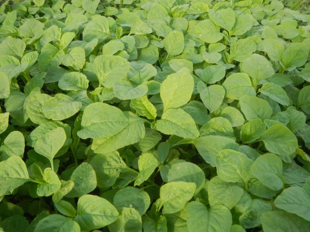 Grüne Sojabohnenpflanzen, die in einem Feld mit leuchtenden Blättern gegen einen blauen Himmel wachsen.