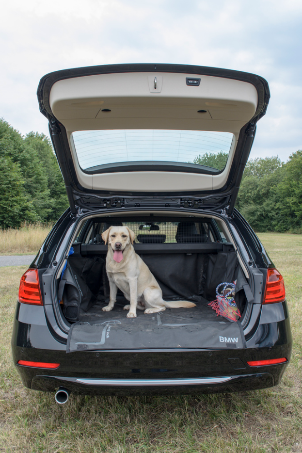 Ein schwarzes Auto mit einem weißen Hund auf dem Rücksitz, das auf Gras mit grünen Bäumen und einem bewölkten Himmel im Hintergrund geparkt ist.
