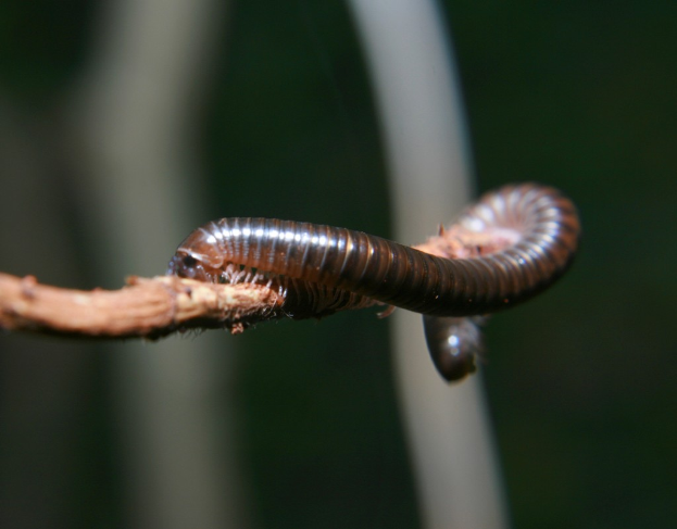 Ein Wurm ist auf einem Pflanzenstängel.