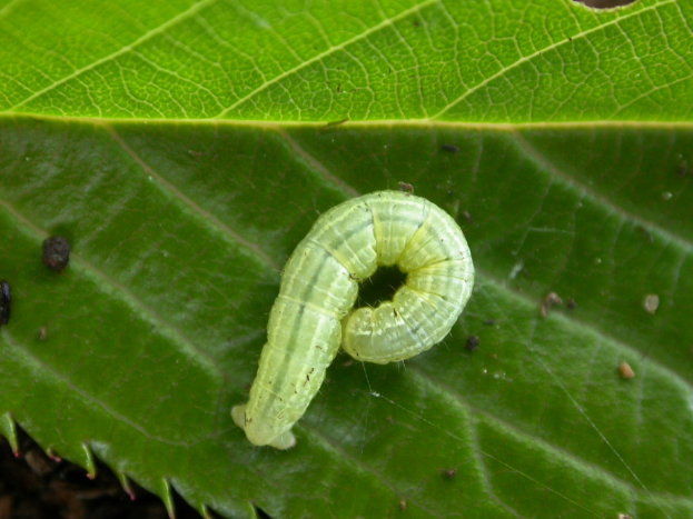 Ein Wurm befindet sich auf einem Blatt.