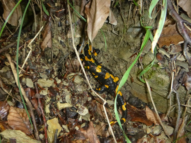 Europ├Ąischer Feuersalamander auf einem Waldboden umgeben von trockenen Bl├Ąttern, Zweigen und Pflanzen.